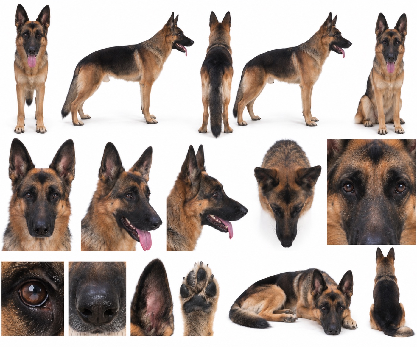 A character sheet of one German Shepherd with a black saddle and tan legs on a white background. The top row shows the dog standing from the front, both sides and the back, and sitting. The middle row shows five head views. The bottom row shows close-ups of the brown eye, the nose, the ear and a paw pad, the dog lying down, and the dog sitting from behind.
